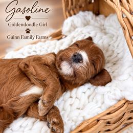 Gasoline - female Goldendoodle puppy in Grove, Oklahoma from Guinn Family Farms