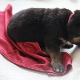 German Shepherd Puppies from Milestone GSDs