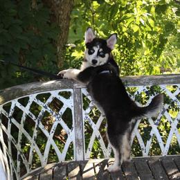 Moni - Black and white male Pomsky puppy in Murfreesboro, Tennessee from Middle Tennessee Pomskies