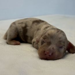 Rune (The Hermit) - Dapple male Dachshund puppy in Sacramento, California from HEFFERNAN HOUNDS