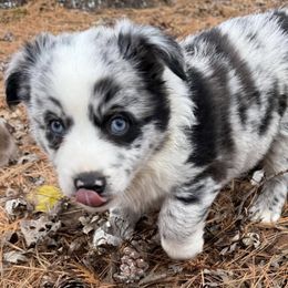 Miniature Australian Shepherds from County Rd Mini Aussies