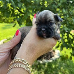 Girl 3 - Black and tan female Shih Tzu puppy in Danbury, Connecticut from Dempsey’s Darlings