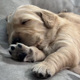 Winifred - Golden female Golden Retriever puppy in Stratford, Oklahoma from Golden Breed