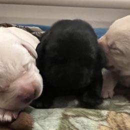 Labrador Retriever Puppies from LakeHouse Labrador Retriever LLC