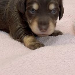 Dachshund Puppies from Little Lords & Ladies Dachshunds