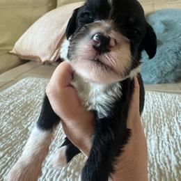 Purple collar - Black and white male Portuguese Water Dog puppy in Allen, Texas from Pawsitively Portuguese