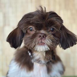 Rubble - Chocolate male Shih Tzu puppy in San Tan Valley, Arizona from My Puppy Tzu