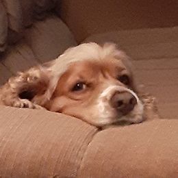 Seiko - Cocker Spaniel