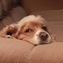 Seiko - Cocker Spaniel
