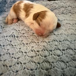 Malcom - Blenheim male Cavalier King Charles Spaniel puppy in Athens, Georgia from Sandy Cross Kennels