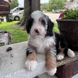 Petunia - Merle female Bernedoodle puppy in Rising Sun, Indiana from Ruby Lane Doodles