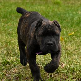 Cane Corso Puppies from Willow Creek Cane Corsos