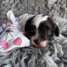 Penny - Brown and white female Cockapoo puppy in Tampa, Florida from Designer Puppy Boutique
