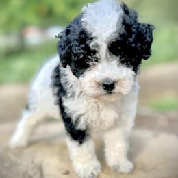 Cavapoo Puppies from Kelly Brooks