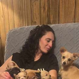 Chihuahua Puppies from Van Ausdoll Kennels