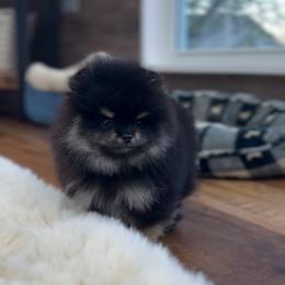 Dior - Black and tan male Pomeranian puppy in Hot Springs, Arkansas from Pomeranian Empire