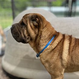 Chino - Chinese Shar-Pei