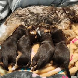 Yorkshire Terrier puppies from Arcadian Farms