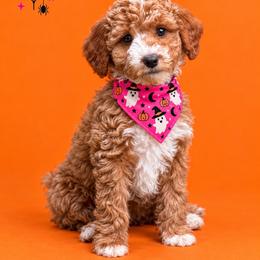 Destiny - Red  female Goldendoodle puppy in Roseburg, Oregon from Dbos Furry Friends