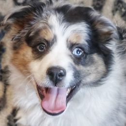 Miniature Australian Shepherds from RidgeTop Aussies