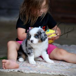 Twist - Blue merle female Miniature Australian Shepherd puppy in Prague, Oklahoma from Clay Creek Aussies