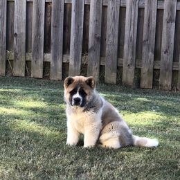 Akita Puppies from Sundara Akitas