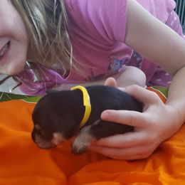 Girl 6 - Black and silver female Miniature Schnauzer puppy in Fresno, California from Findell Kennel, LLC