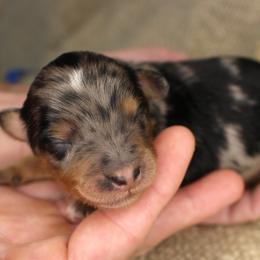 Zion- CKC- F1 Mini AussieDoodle- Stokesdale, NC - Blue merle male Aussiedoodle puppy in Stokesdale, North Carolina from His and Hers Poodles and Doodles
