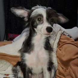 Chinese Crested Puppies from Perfect Pups R Us