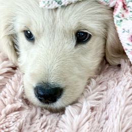 Goldendoodle, Golden Retriever, Poodle, and Shih Tzu Puppies from Platinum Paws Puppies