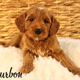 Bourbon - Red  male Goldendoodle puppy in Casa Grande, Arizona from AzDoodle Dandies