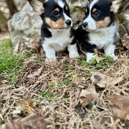 Pembroke Welsh Corgi Puppies from Trowbridge Corgis