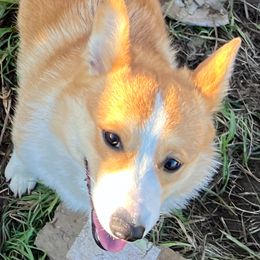 Oakley - Pembroke Welsh Corgi