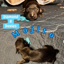 Mojito - Cream male Dachshund puppy in Pilot Point, Texas from Diamond B Doxies