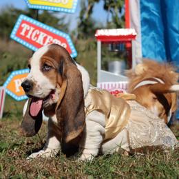 November - Black white and brown female Basset Hound puppy in Pollock, Missouri from Northstar