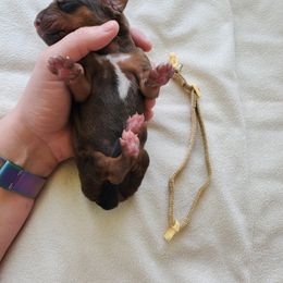 Rhodesian Ridgeback Puppies from Monarch Rhodesian Ridgebacks