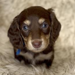 Kenzie's Chocolate and Cream -- Boy (Royal Blue collar) - Chocolate and cream male Dachshund puppy in Kalama, Washington from Dazzling Doxies