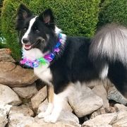 Icelandic Sheepdogs from Daeja Vu Kennel