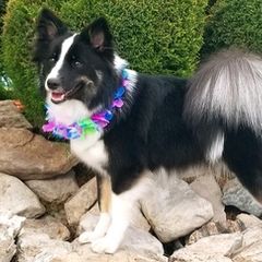 Icelandic Sheepdogs from Daeja Vu Kennel