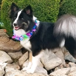 Icelandic Sheepdogs from Daeja Vu Kennel
