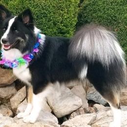 Icelandic Sheepdogs from Daeja Vu Kennel