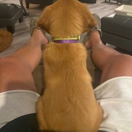 Golden Retriever Puppies from Mountain View Farms - World Class Golden Retrievers