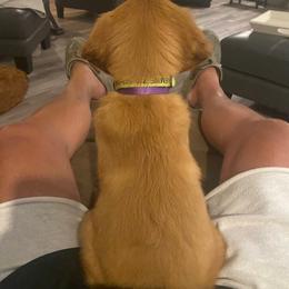Golden Retriever Puppies from Mountain View Farms - World Class Golden Retrievers