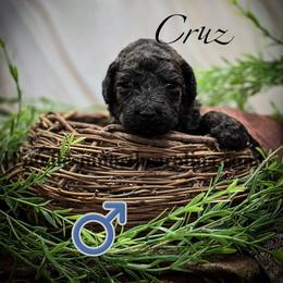 Cruz - Sable male Poodle puppy in Greenville, North Carolina from Grace Poodles