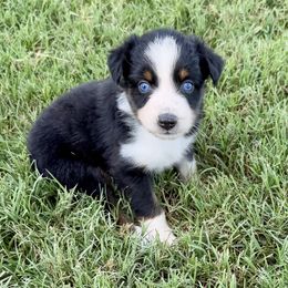 Ellie - Black tri-color female Australian Shepherd puppy in Mount Vernon, Texas from RJ's Aussie Posse
