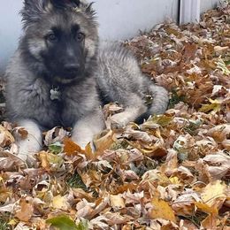 Shiloh Shepherd Puppies from Edelweis Shiloh Shepherds