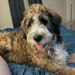 Marlo - Bernedoodle