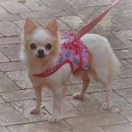 Elsa - Chihuahua