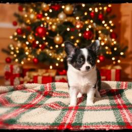 Mistletoe - Black and white female Chihuahua puppy in Demorest, Georgia from Sourpatch Chihuahuas