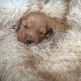 Clyde - Red male Dachshund puppy in California from Ranch Hand Weenies